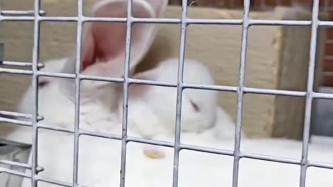 Snuggle time between Mama bunny and one of her babies 🐇