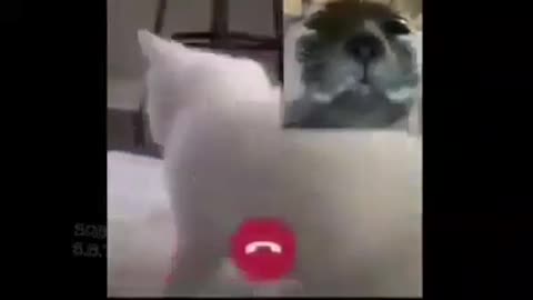 Gatos haciendo videollmada