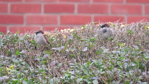 House Sparrows things You need