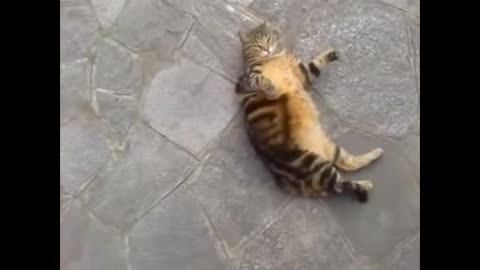 Funny Fat Cats 🐱