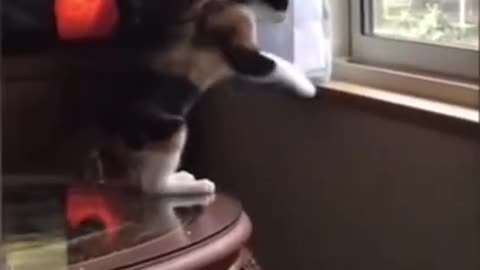 Funniest Cat And Dogs 😂 Funny Animal Videos