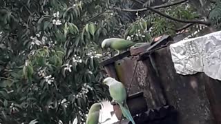 Parrot eat