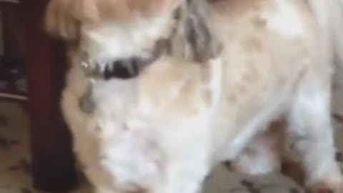 Sassy little dog howling at his owner