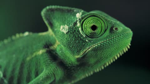 Green vailed chameleon seen from one side