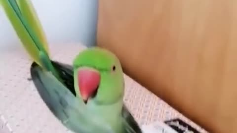 parrots are so cute and lovely.🦜he like to play pikaboo. watch pikaboo parrot