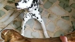 Dalmatian shocked after receiving giant bone treat