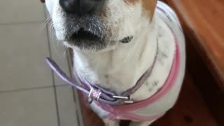 Black white brown dog gets head scratched on linoleum