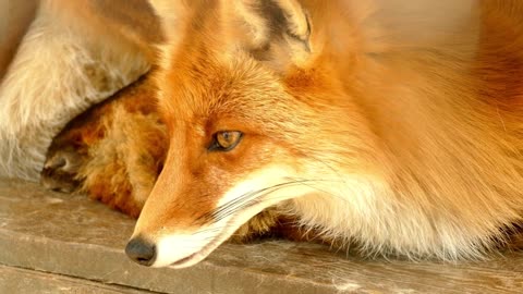 The Nature Of The Fox And Different of Foxes Nature HD