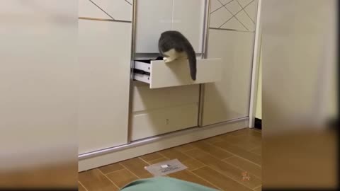 Cute cat is going in a drawer