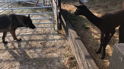 Baby alpaca wants to be friends