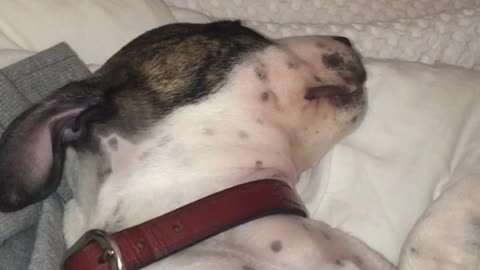 White dog howling while laying on bed