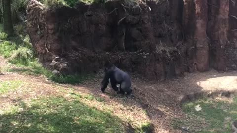 Gorilla just wanted some privacy