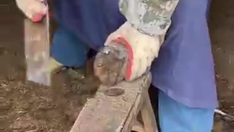 Hoof trimming