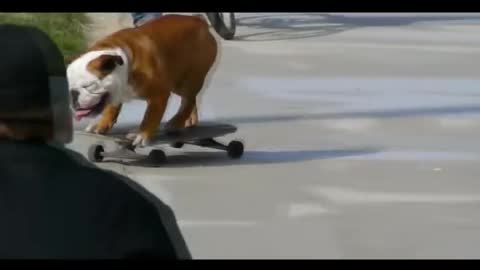 Skateboarding Dog