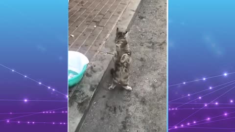 Best cat dance