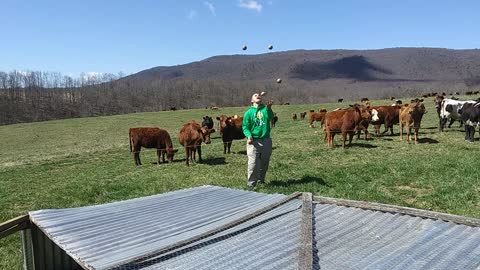 Juggling 5 baseballs at Polyface Farms