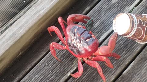 Crab Runs Away With Coffee Cup