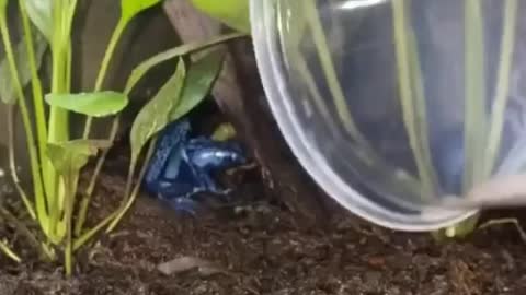 Dart frogs - some members of the family