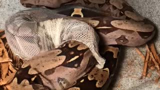 Time-Lapse Footage of Suriname Boa Constrictor Molting