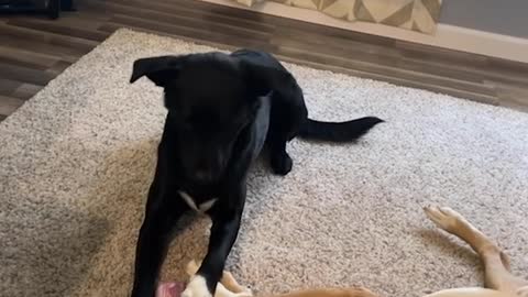 Sneaky Dog Steals Treat From Another Sleeping Dog