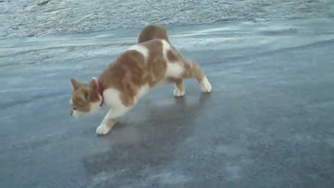 cat on ice
