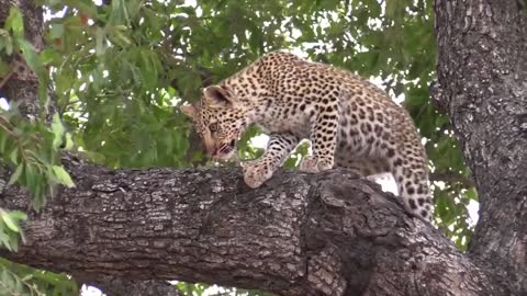 Leopard mother teach her adorable little cub how to survive