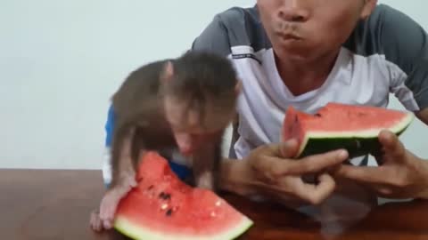 Funny monkey watermelon