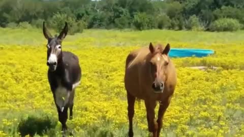 angry donkey yells at fat horse