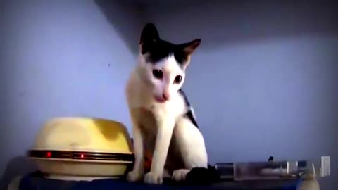 Baby cute cats and funny cats video #justcool