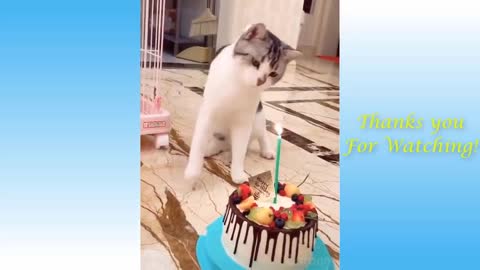 Cute cats and Funny dogs Compilation - part-1