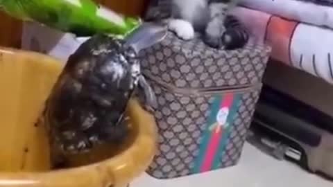The Cute cat slapped the tortoise and threw it down