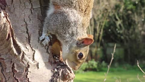 Gray squirrels are looking for food on the trees