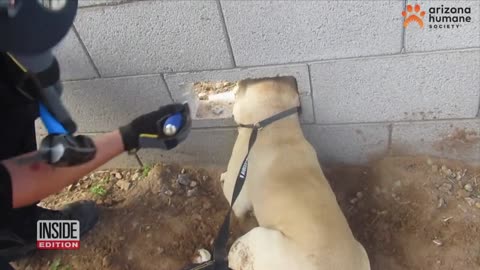 Dog Freed After Getting His Head Stuck in Cinder Block Wall