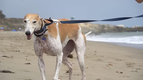 Pet Greyhound Dog Goes to the Beach for the 1st time!