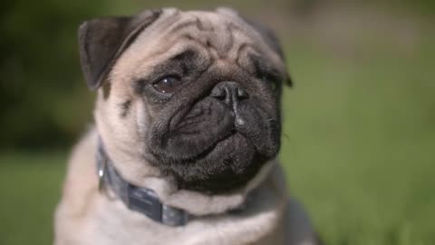An Adorable Pug Dog Barking | No Copyright Free 4K Videos (Download Link)