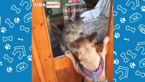 Cute dogs and cats doing funny things 2021