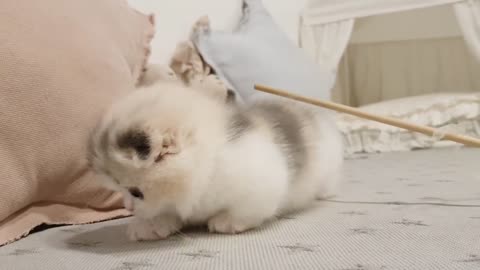 Love seeing cute funny kittens play