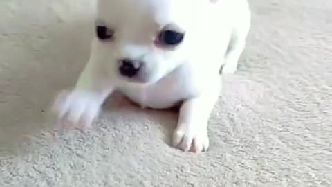 Cute puppy never seen before cute voice puppy