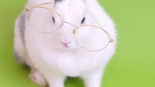 A rabbit reads with his nose