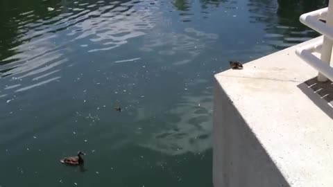 Brave Little Duckling