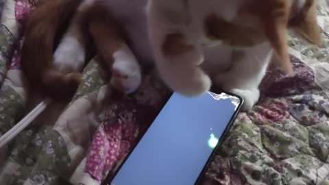 My Kitten playing with my old phone on his favorite App!