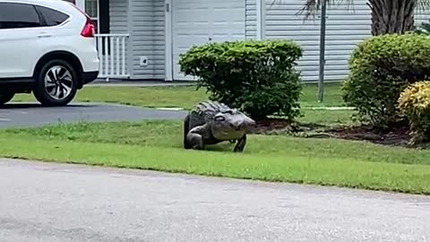 This crocodile strayed looking for a beautiful woman in the residential area