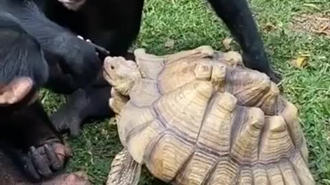 A monkey feeds an apple to a turtle Sharing mens caring
