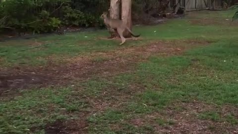 Canguro salta cerca de jardín con facilidad