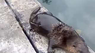 Man Unexpectedly Makes Otter Friend