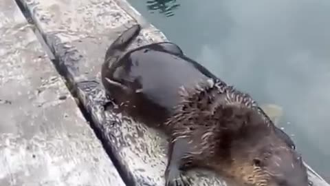 Man Unexpectedly Makes Otter Friend