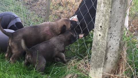 A QUEL ÂGE EDUQUER SON CHIOT ?