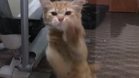 Again dance my kitten is so cute 😹🥰Cat ,OMG funny Dance