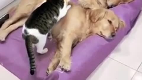 Cat is moving to sleep on dogs