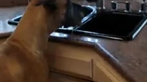 Great Dane drinking from the kitchen sink.